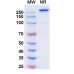 Research Grade Palverafusp Alfa Research Grade Palverafusp Alfa