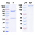 Anti-Human VE-Statin Reference Antibody (Parsatuzumab, RUO) Anti-Human VE-Statin Reference Antibody (Parsatuzumab, RUO)