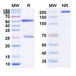 Anti-Human IL-4 Reference Antibody (Pascolizumab, RUO)