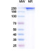 Anti-Human MUC-1 Reference Antibody (Pemtumomab, RUO) Anti-Human MUC-1 Reference Antibody (Pemtumomab, RUO)