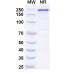 Anti-Human IL‑23 p19 Reference Antibody (Picankibart, RUO)