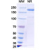 Anti-Human IL‑23 p19 Reference Antibody (Picankibart, RUO)