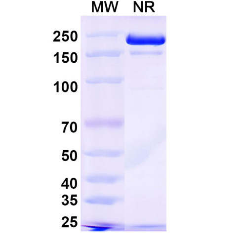 Anti-SARS-CoV-2 RBD Reference Antibody (Plutavimab, RUO)