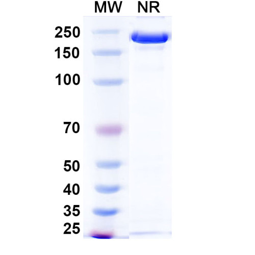 Anti-Human APP Reference Antibody (Ponezumab, RUO) Anti-Human APP Reference Antibody (Ponezumab, RUO)