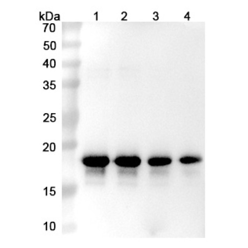 Anti-Human alpha-Synuclein Reference Antibody (Prasinezumab, RUO) Anti-Human alpha-Synuclein Reference Antibody (Prasinezumab, RUO)