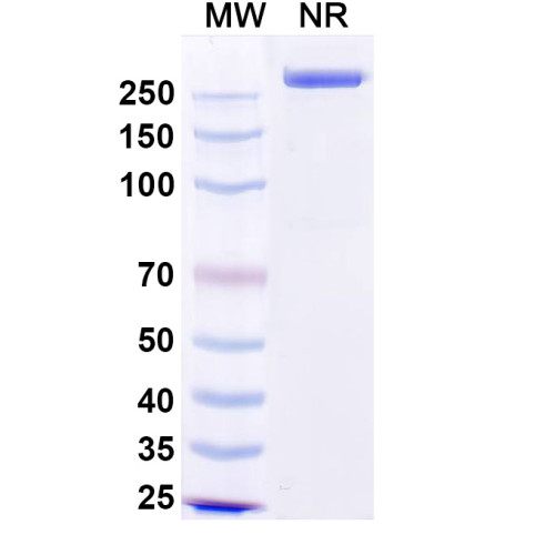 Anti-Human CEACAM-5/CD66e Reference Antibody (Precemtabart, RUO) Anti-Human CEACAM-5/CD66e Reference Antibody (Precemtabart, RUO)