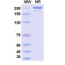 Anti-Human LIGHT/TNFSF14 Reference Antibody (Quisovalimab, RUO)