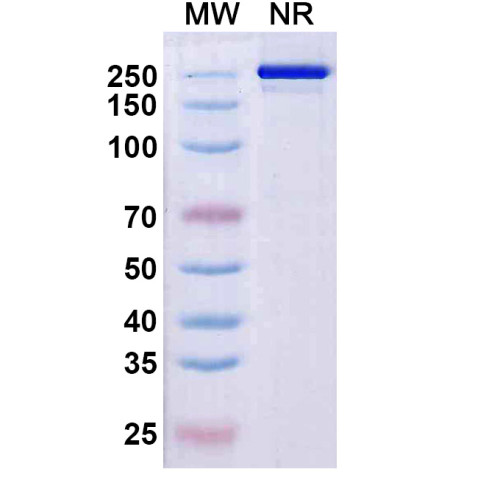 Anti-Human CD161 Reference Antibody (Rezorstobart, RUO) Anti-Human CD161 Reference Antibody (Rezorstobart, RUO)