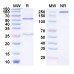 Anti-Human IL-31 Reference Antibody (Riltovetbart, RUO)
