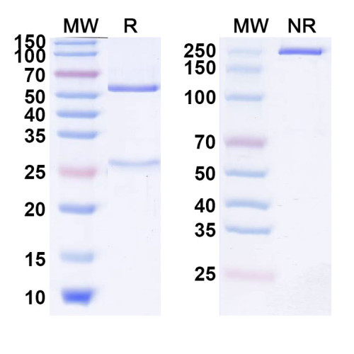 Anti-Human PD-1&TIGIT Reference Antibody (Rilvegostomig, RUO) Anti-Human PD-1&TIGIT Reference Antibody (Rilvegostomig, RUO)