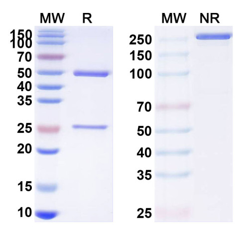 Anti-Human DLL3 Reference Antibody (Rovalpituzumab, RUO)