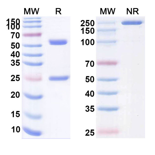 Anti-Human PD-1 Reference Antibody (Rulonilimab, RUO) Anti-Human PD-1 Reference Antibody (Rulonilimab, RUO)