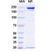 Anti-Human CD74 Reference Antibody (Stro-001, RUO) Anti-Human CD74 Reference Antibody (Stro-001, RUO)