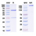Anti-Human IL-6 Reference Antibody (Sirukumab, RUO)