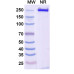 Anti-Human TSLP Reference Antibody (Solrikitug, RUO)