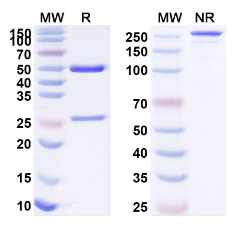 Anti-S1P/Sphingosine-1-phosphate Reference Antibody (Sonepcizumab, RUO)