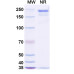 Anti-Human IL-4R alpha Reference Antibody (Stapokibart, RUO) Anti-Human IL-4R alpha Reference Antibody (Stapokibart, RUO)