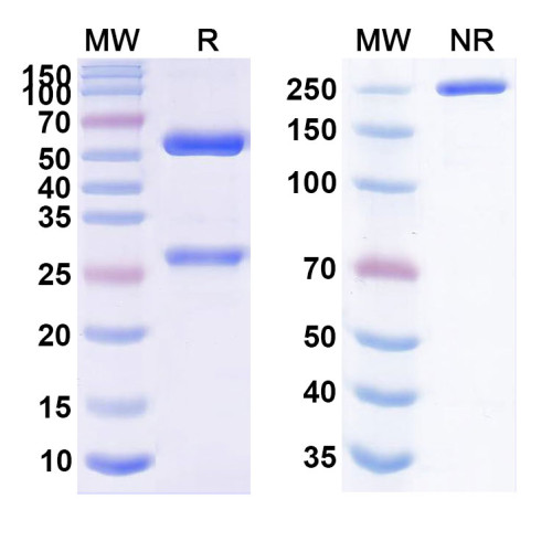 Anti-Human PD-L1/B7-H1 Reference Antibody (Sugemalimab, RUO)