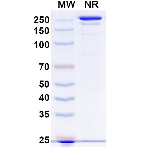Anti-Human CD41/CD61 Reference Antibody (Tadocizumab, RUO) Anti-Human CD41/CD61 Reference Antibody (Tadocizumab, RUO)
