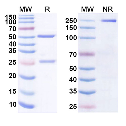 Anti-Human IgE/IGHE Reference Antibody (Talizumab, RUO) Anti-Human IgE/IGHE Reference Antibody (Talizumab, RUO)
