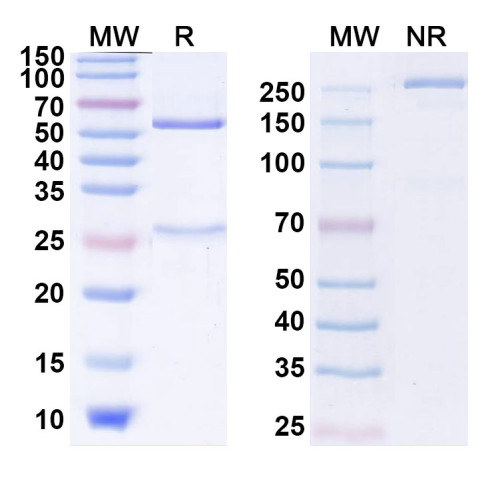 Anti-Human CD19 Reference Antibody (Taplitumomab, RUO) Anti-Human CD19 Reference Antibody (Taplitumomab, RUO)