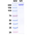 Anti-BKPyV VP1 Reference Antibody (Traxivitug, RUO) Anti-BKPyV VP1 Reference Antibody (Traxivitug, RUO)