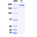 Anti-Human LAG-3 Reference Antibody (Tuparstobart, RUO)
