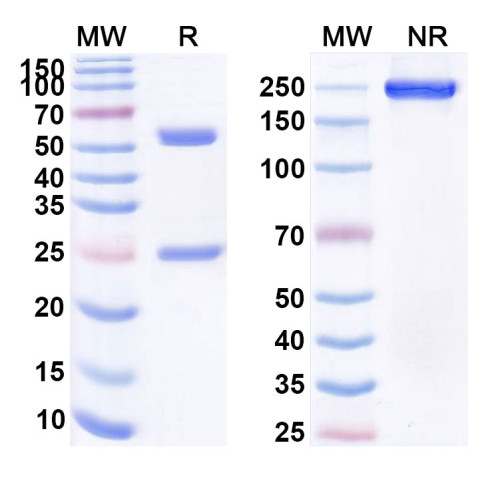 Anti-HBsAg Reference Antibody (Tuvirumab, RUO)