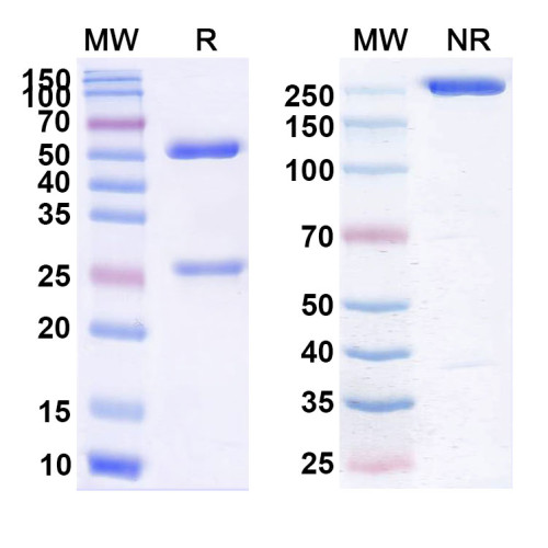 Anti-Human CD47 Reference Antibody (Urabrelimab, RUO)