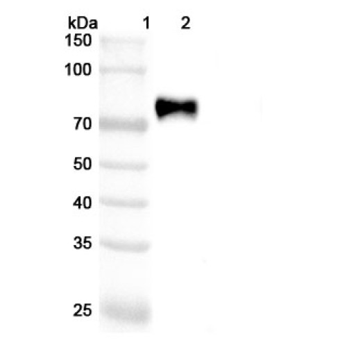 Anti-Human Siglec-3/CD33 Reference Antibody (Vadastuximab, RUO)