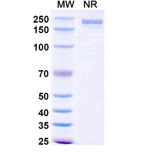 Anti-Human B7-H4 Reference Antibody (Xmt-1660, RUO) Anti-Human B7-H4 Reference Antibody (Xmt-1660, RUO)