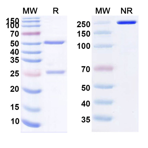 Anti-Human Angiopoietin-2 Reference Antibody (Zansecimab, RUO)