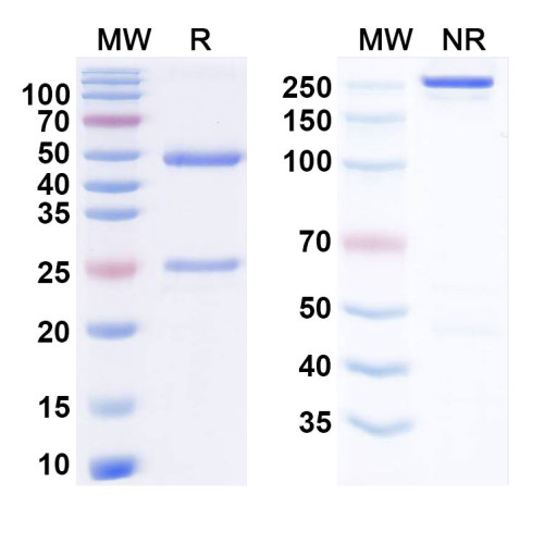 Anti-Human Claudin-18 Reference Antibody (Zolbetuximab, RUO) Anti-Human Claudin-18 Reference Antibody (Zolbetuximab, RUO)
