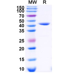 3C Protease