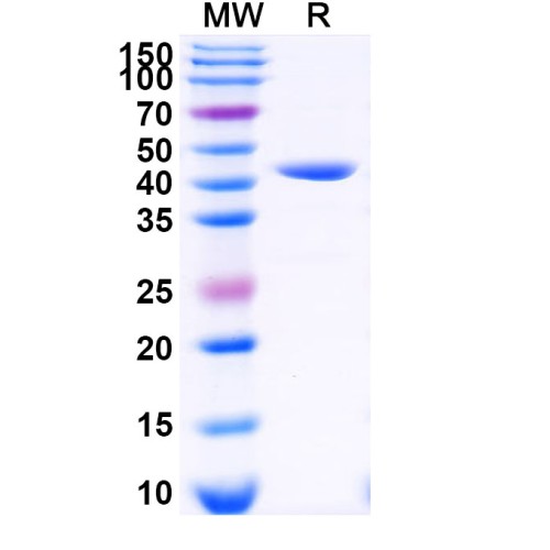 3C Protease 3C Protease