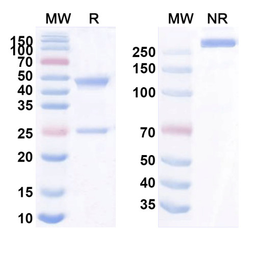 Anti-Human CCR5 Antibody (ST6) Anti-Human CCR5 Antibody (ST6)