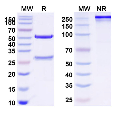 Anti-Human CD119/IFNGR1 Antibody (SAA0044) Anti-Human CD119/IFNGR1 Antibody (SAA0044)
