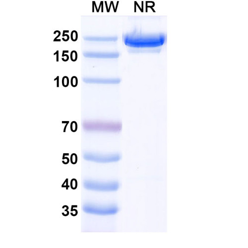 Anti-Human CD126/IL6R/IL-6RA Antibody (SAA0049)