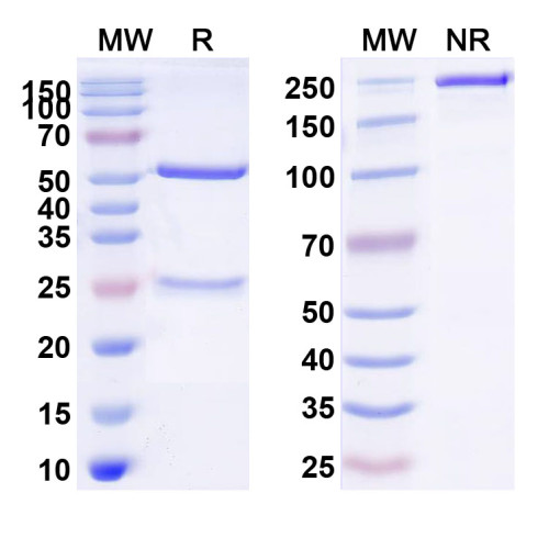 Anti-Human CD137/TNFRSF9 Antibody (SAA0054) Anti-Human CD137/TNFRSF9 Antibody (SAA0054)