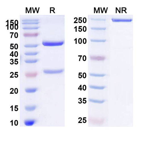 Anti-Human CD167a/DDR1 Antibody (2004#)