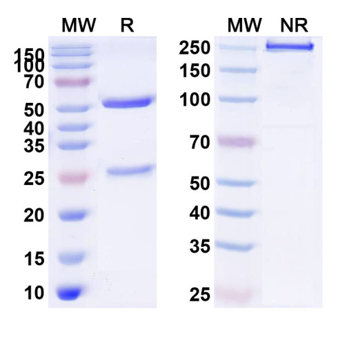 Anti-Human CD194/CCR4 Antibody (SAA0069)