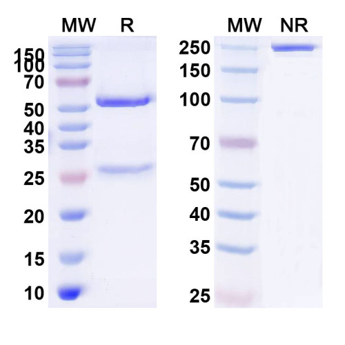 Anti-Human CD19 Antibody (4G7) Anti-Human CD19 Antibody (4G7)