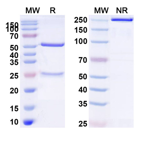 Anti-Human CD213a1/IL13RA1 Antibody (SAA0070) Anti-Human CD213a1/IL13RA1 Antibody (SAA0070)