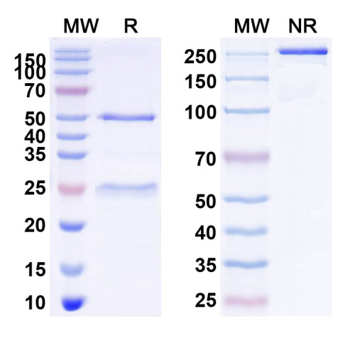 Anti-Human CD243/P-Glycoprotein Antibody (C219)