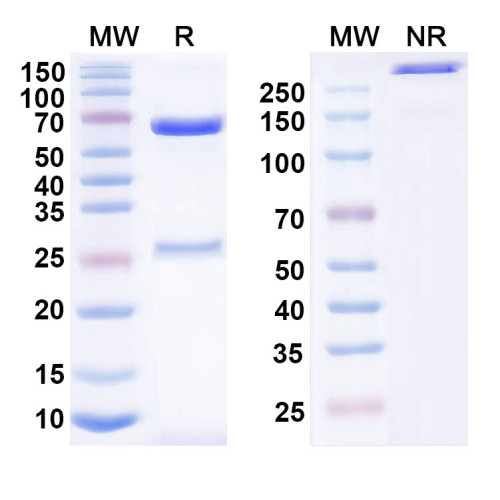 Anti-Human CD243/P-Glycoprotein Antibody (MRK16)