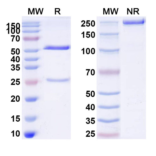 Anti-Human CD25/IL2RA Antibody (SAA0008) Anti-Human CD25/IL2RA Antibody (SAA0008)