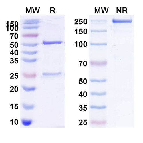 Anti-Human CD272/BTLA Antibody (SAA0087) Anti-Human CD272/BTLA Antibody (SAA0087)
