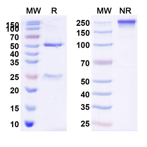 Anti-Human CD274/PD-L1/B7-H1 Antibody (SAA0088)