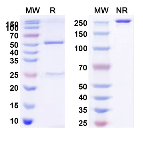 Anti-Human CD278/ICOS Antibody (SAA0091)