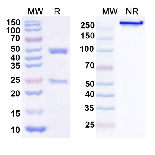 Anti-Human CD32/FCGR2A Antibody (SAA1415)